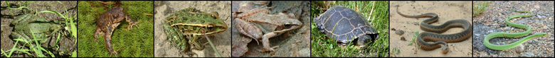 BannerTopHerpetofaune